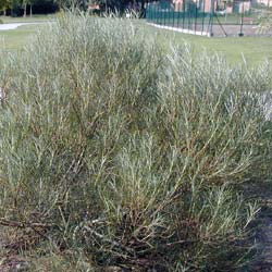 Salix rosmarinifolia